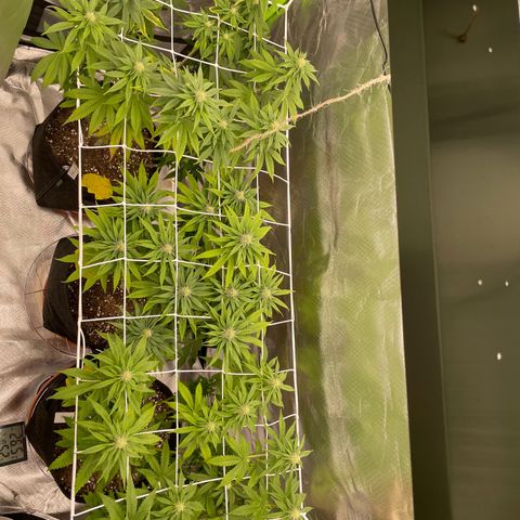 Persian Pie growlog timeline photo