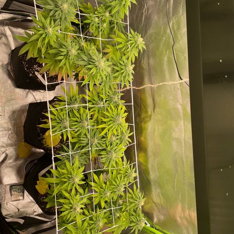 High Cloudz growlog timeline photo