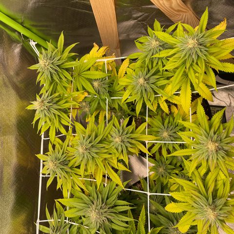 High Cloudz growlog timeline photo
