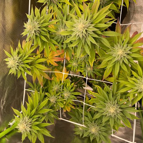 Persian Pie growlog timeline photo