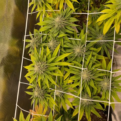 Pulp Friction growlog timeline photo