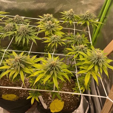 High Cloudz growlog timeline photo