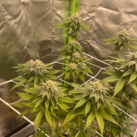 Persian Pie growlog timeline photo