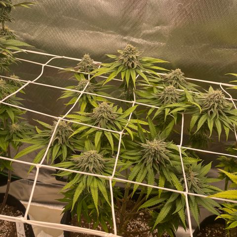 Pulp Friction growlog timeline photo