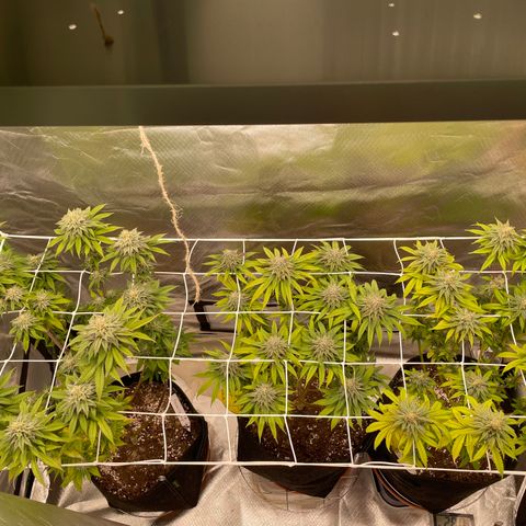 Persian Pie growlog timeline photo