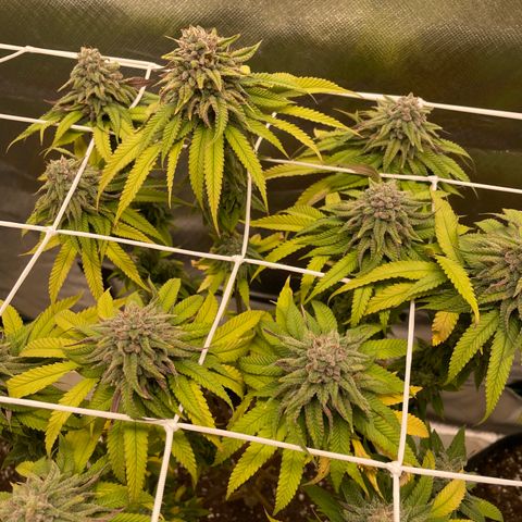 Pulp Friction growlog timeline photo