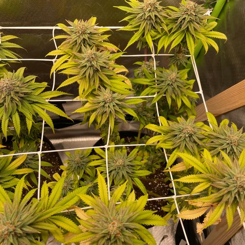 High Cloudz growlog timeline photo