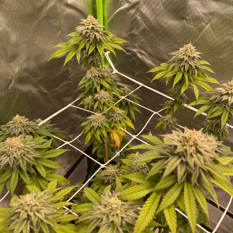 Persian Pie growlog timeline photo