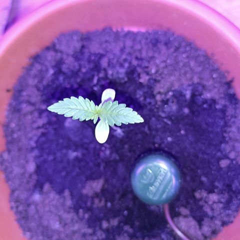 StrawZ Automatic growlog timeline photo