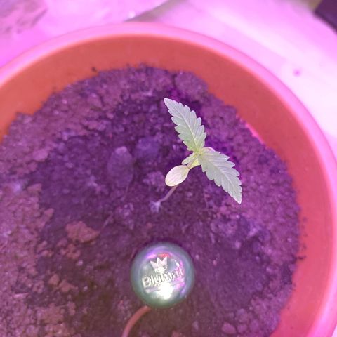 StrawZ Automatic growlog timeline photo