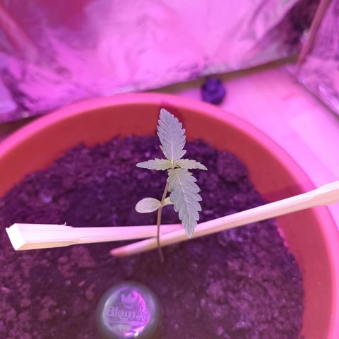 StrawZ Automatic growlog timeline photo