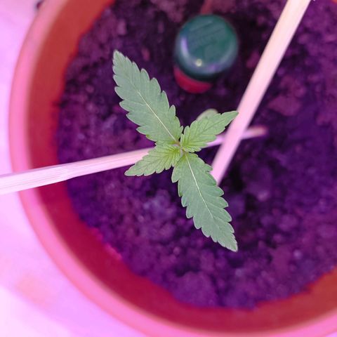StrawZ Automatic growlog timeline photo