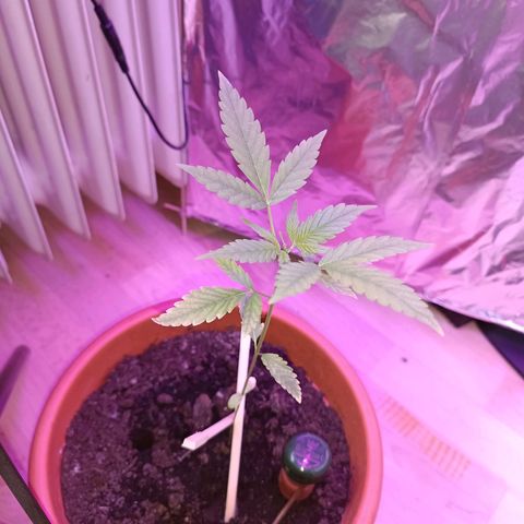 StrawZ Automatic growlog timeline photo