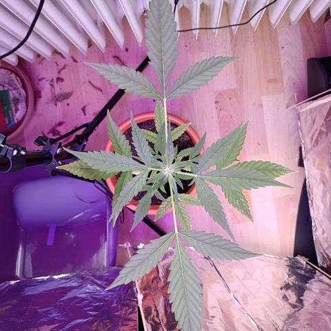 StrawZ Automatic growlog timeline photo