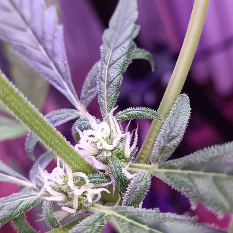 StrawZ Automatic growlog timeline photo