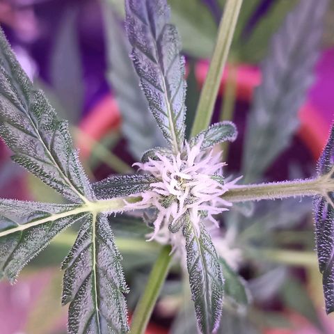 StrawZ Automatic growlog timeline photo
