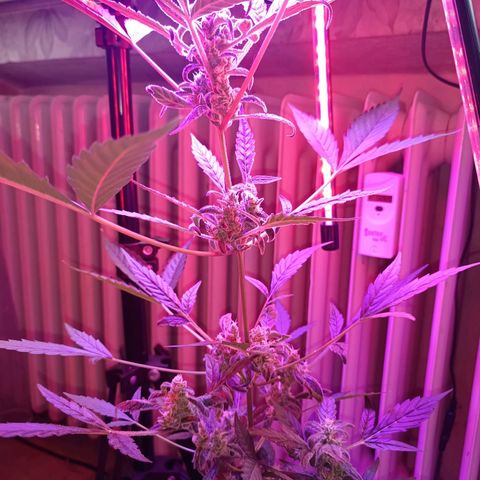 StrawZ Automatic growlog timeline photo