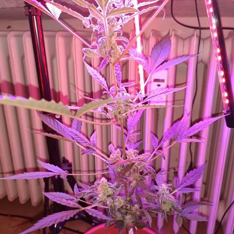 StrawZ Automatic growlog timeline photo
