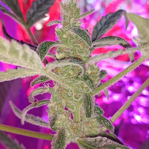 StrawZ Automatic growlog timeline photo