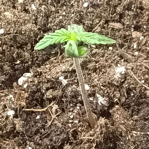 Northern Light #1 growlog timeline photo
