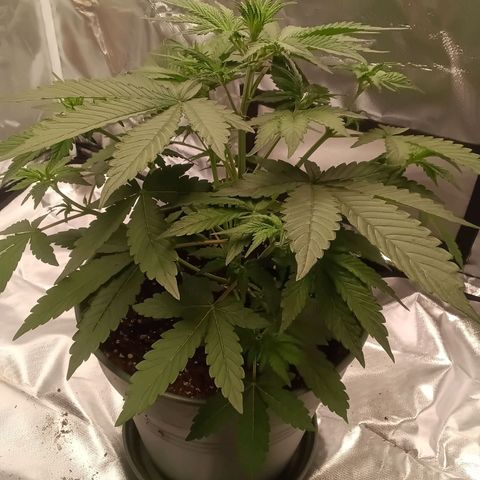 Fat Banana #1 growlog timeline photo