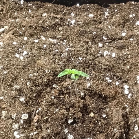 Northern Light #1 growlog timeline photo