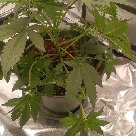 Fat Banana #1 growlog timeline photo