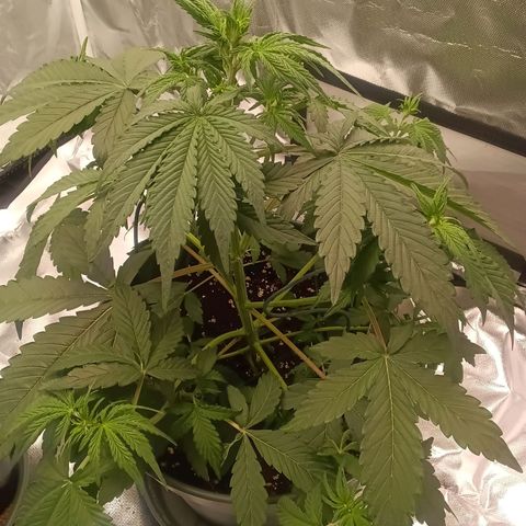 Fat Banana #1 growlog timeline photo