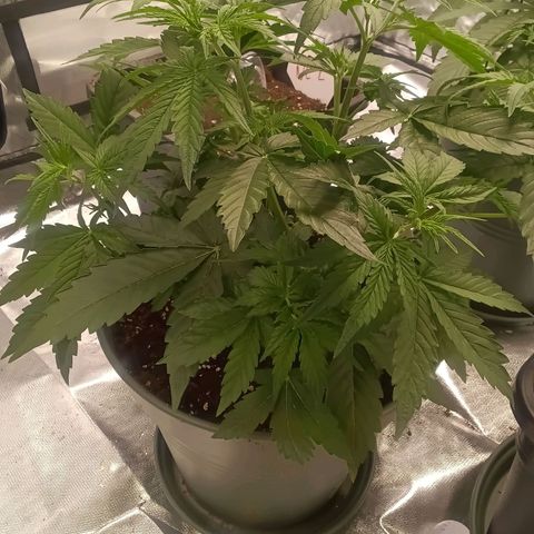 Fat Banana #2 growlog timeline photo