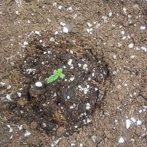 Northern Light #2 growlog timeline photo