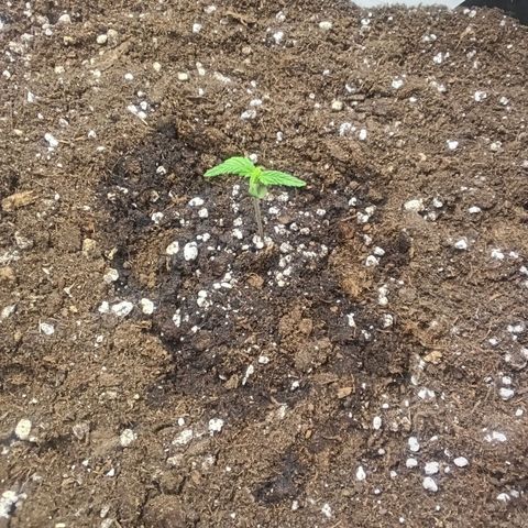Northern Light #1 growlog timeline photo