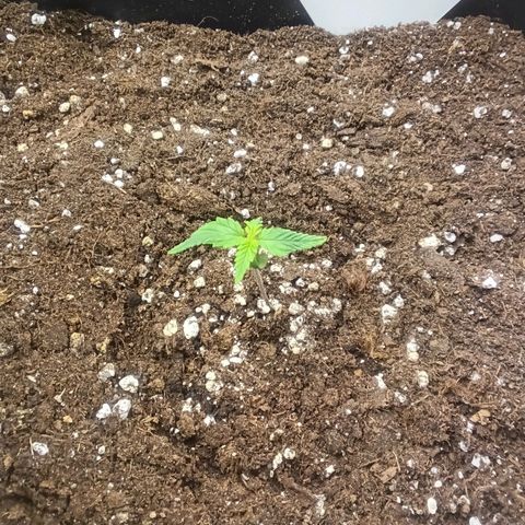 Northern Light #1 growlog timeline photo