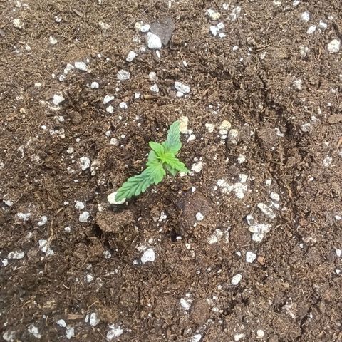 Northern Light #2 growlog timeline photo