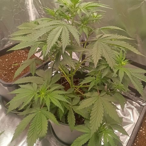 Fat Banana #1 growlog timeline photo