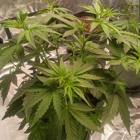 Fat Banana #2 growlog timeline photo