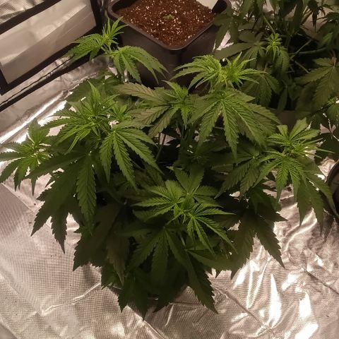 Fat Banana #2 growlog timeline photo