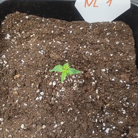 Northern Light #1 growlog timeline photo