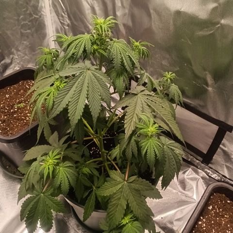 Fat Banana #1 growlog timeline photo