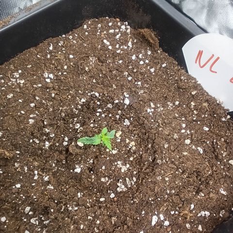 Northern Light #2 growlog timeline photo