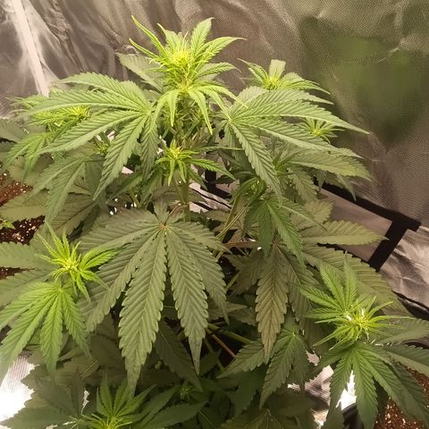 Fat Banana #1 growlog timeline photo