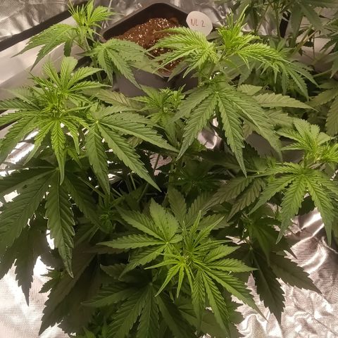 Fat Banana #2 growlog timeline photo