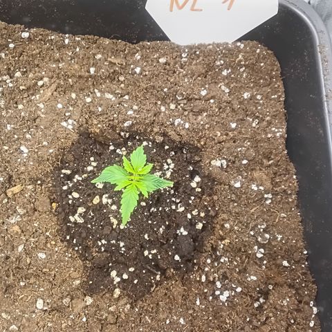 Northern Light #1 growlog timeline photo