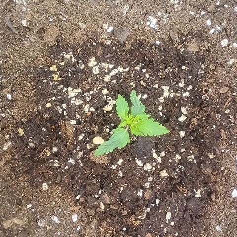 Northern Light #2 growlog timeline photo