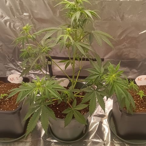 Fat Banana #1 growlog timeline photo