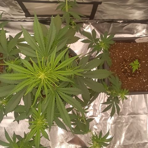 Fat Banana #1 growlog timeline photo