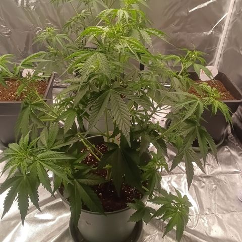 Fat Banana #2 growlog timeline photo