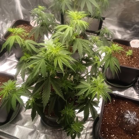 Fat Banana #2 growlog timeline photo