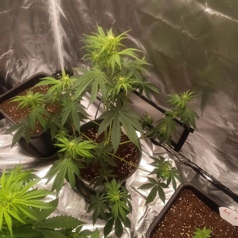 Fat Banana #1 growlog timeline photo