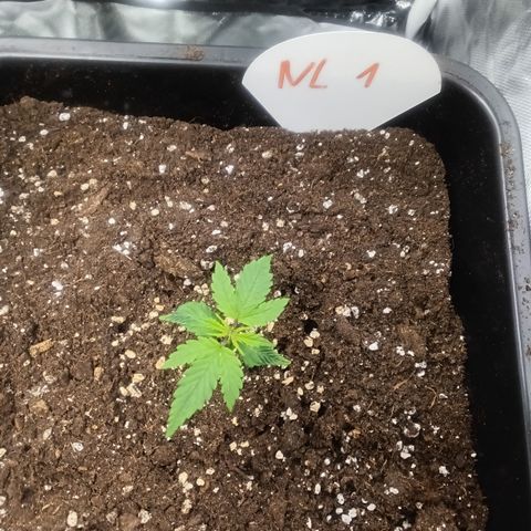 Northern Light #1 growlog timeline photo