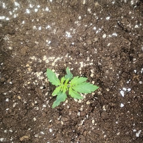 Northern Light #2 growlog timeline photo